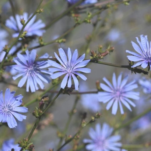 Zarte blaue Wegwarte am Wegesrand im Spätsommer – Symbol für die ayurvedische Kraft der heimischen Kräuter und ihre Bedeutung für Dosha-Balance und Ama-Reduktion.