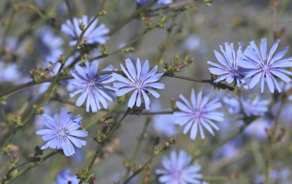 Zarte blaue Wegwarte am Wegesrand im Spätsommer – Symbol für die ayurvedische Kraft der heimischen Kräuter und ihre Bedeutung für Dosha-Balance und Ama-Reduktion.